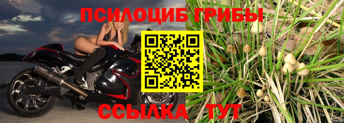 Псилоцибиновые грибы Psilocybe Тольятти